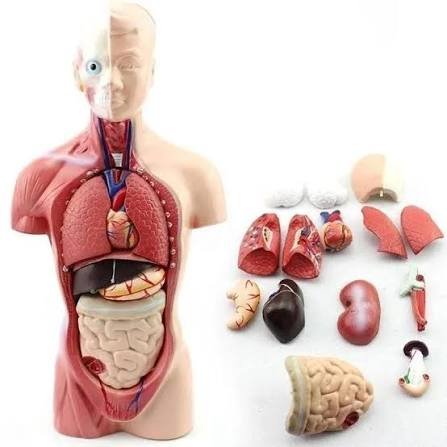 Foto TORSO ANATOMI MANUSIA
