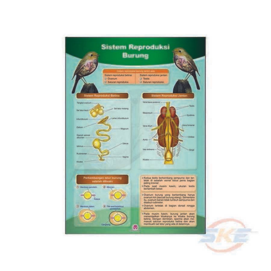 Foto GB. SISTEM REPRODUKSI BURUNG DLL