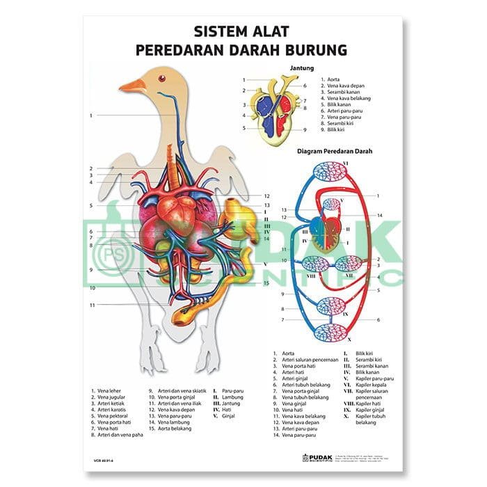 Foto GB. SISTEM PEREDARAN DARAH BURUNG REPTIL DLL