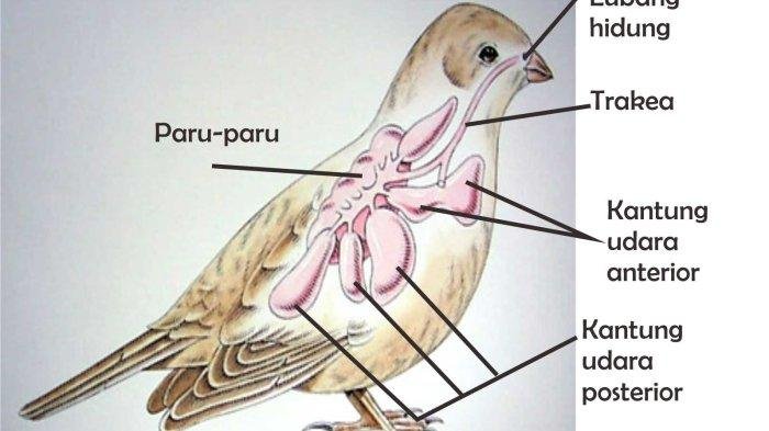 Foto GB. SISTEM PERNAPASAN BURUNG, REPTIL DLL