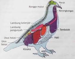 Foto GB. SISTEM PERCERNAAN BURUNG, REPTIL DLL