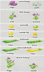 Foto GB. PEWARISAN MENDEL