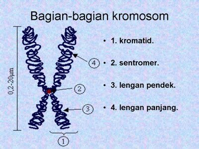 Foto GB. KROMOSOM