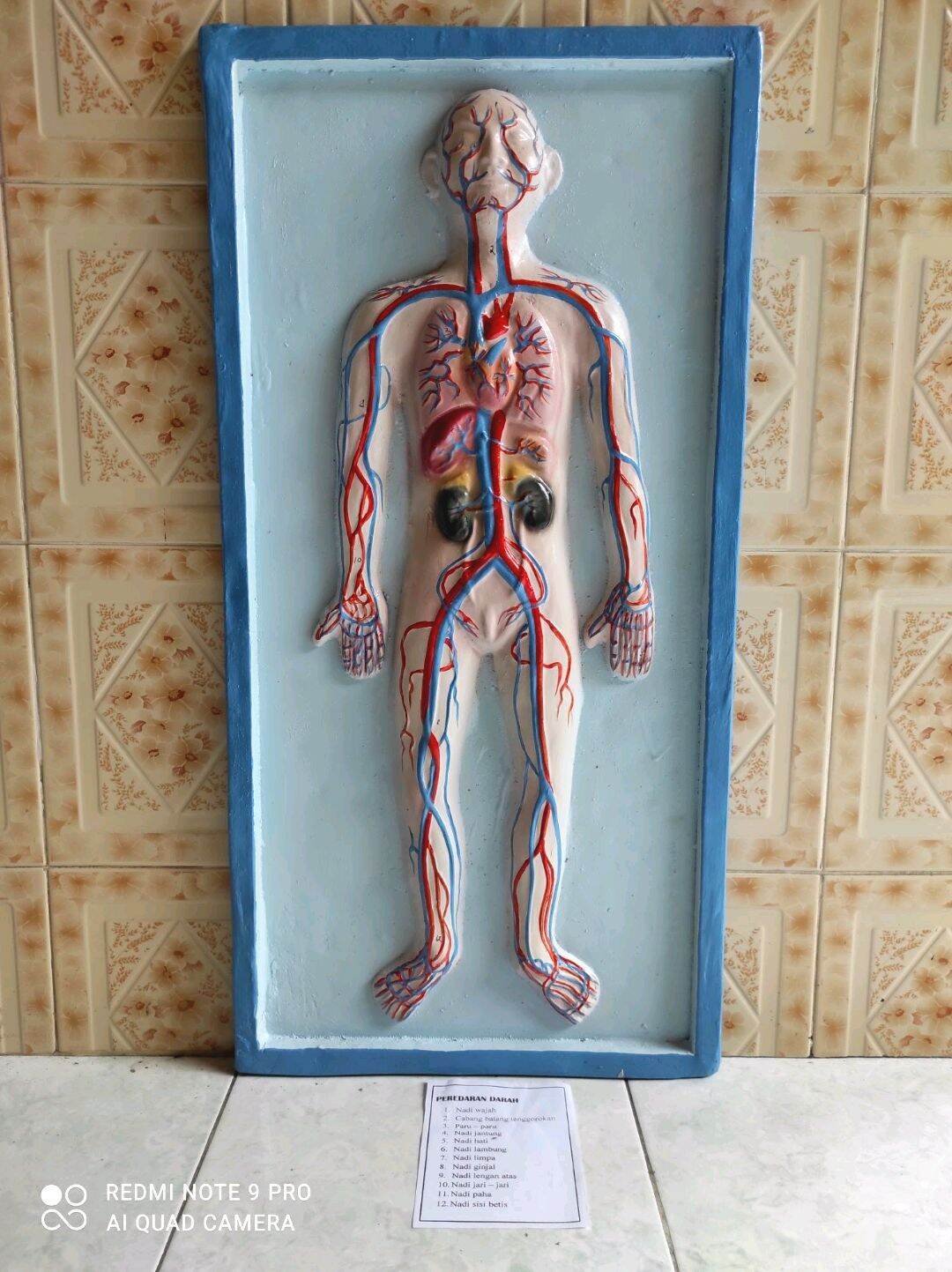 Foto SISTEM PEREDARAN DARAH MANUSIA