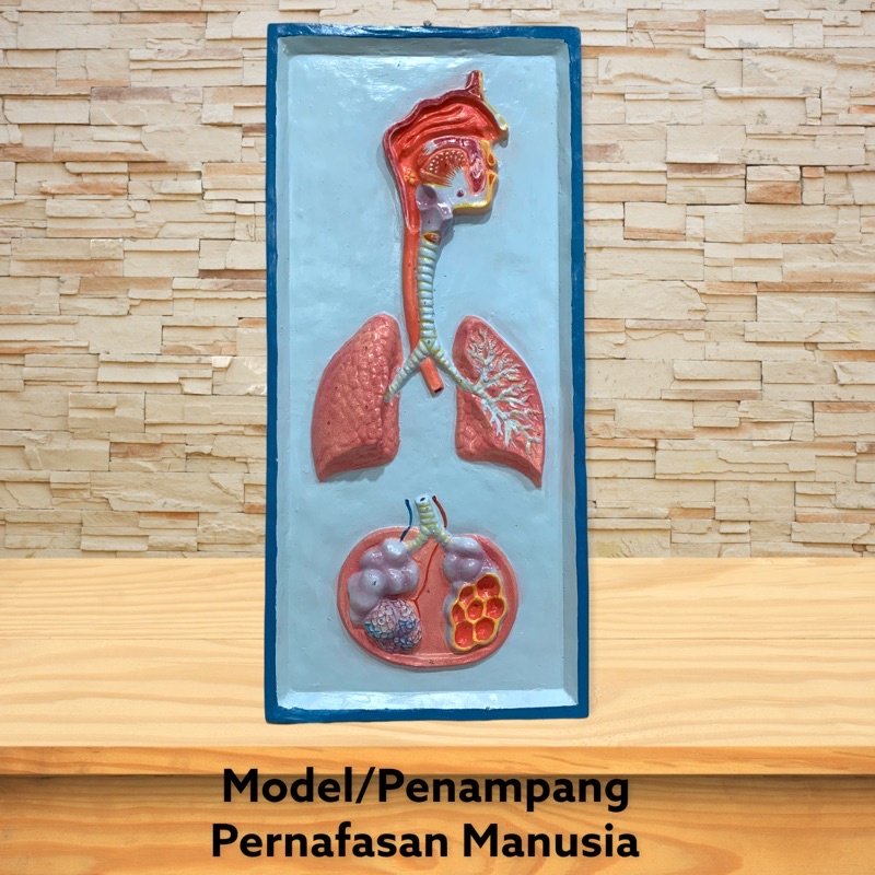 Foto SISTEM PERNAPASAN MANUSIA