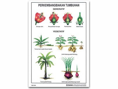 Foto PERKEMBANGAN BIAKAN TUMBUHAN
